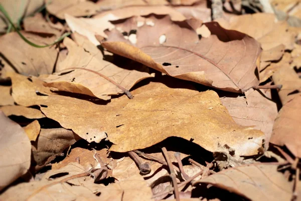 Las hojas secas a la naturaleza — Foto de Stock