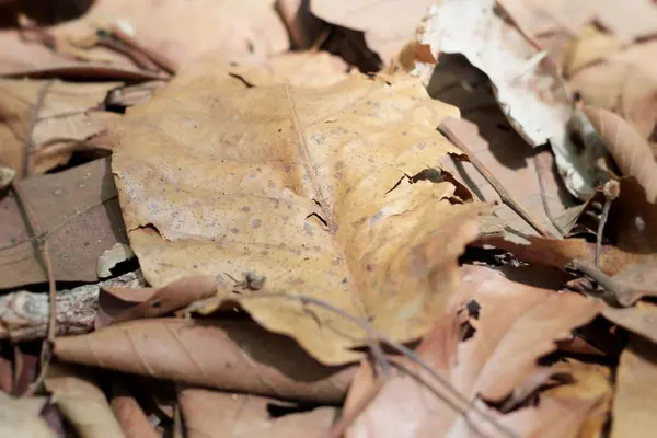 Feuilles sèches à la nature — Photo