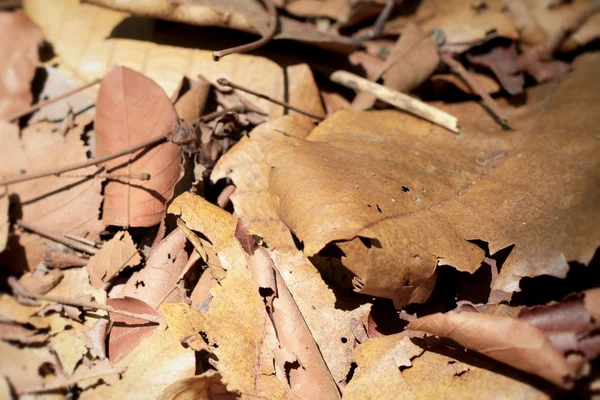 Dried leaves at the nature — Stock Photo, Image