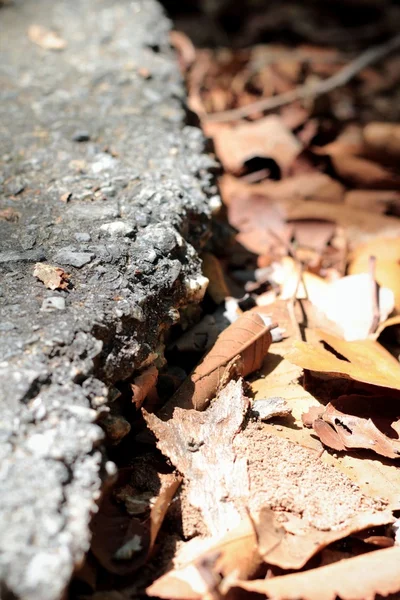 Suszonych liści i dróg asfaltowych — Zdjęcie stockowe