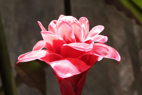 Etlingera Elatior o Red Torch Ginger - fiore rosso in natura — Foto Stock