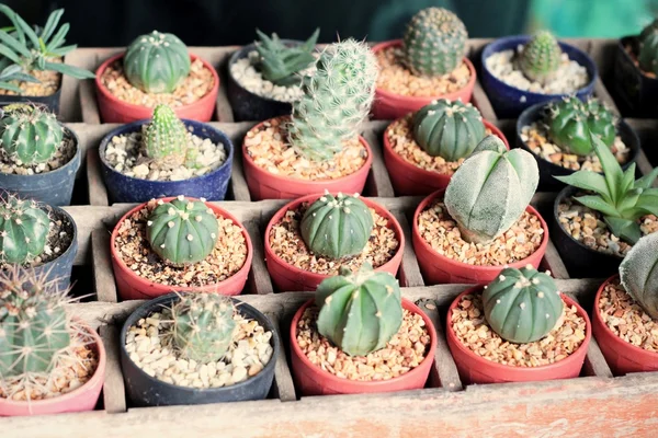 Primo piano del cactus — Foto Stock