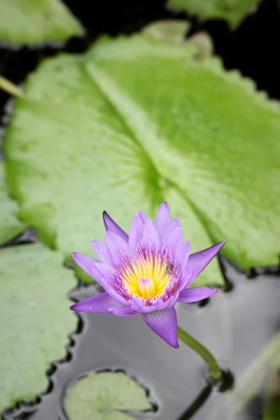 Purple lotus in the nature — Stock Photo, Image