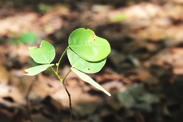 Green leaves in autumn at the nature — Stock Photo, Image