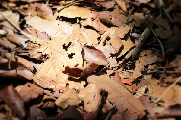 Las hojas secas a la naturaleza — Foto de Stock