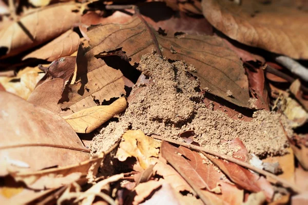 Las hojas secas a la naturaleza — Foto de Stock