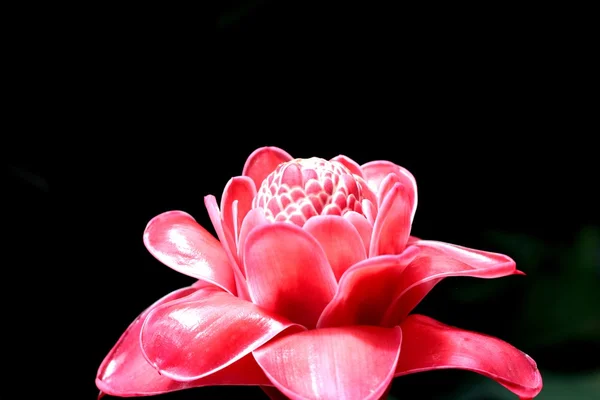 Etlingera Elatior or Red Torch Ginger - red flower in the nature — Stock Photo, Image