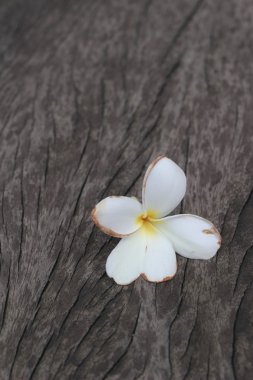 Frangipani çiçek ahşap arka plan üzerinde