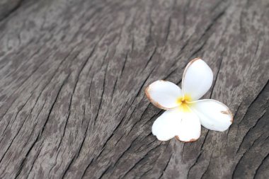 Frangipani çiçek ahşap arka plan üzerinde