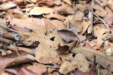 doğa, kurutulmuş yaprakları