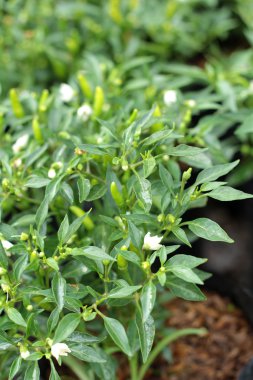 Chili peppers ağaç üzerinde