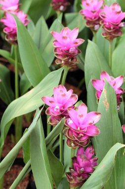 Siam Lale Çiçek Bahçe