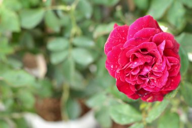 Vintage gül de doğa