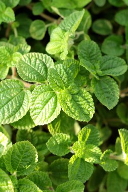 Biber nane yaprakları, doğa