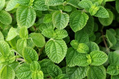 Biber nane yaprakları, doğa