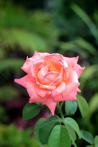 Lindas rosas com a natureza — Fotografia de Stock