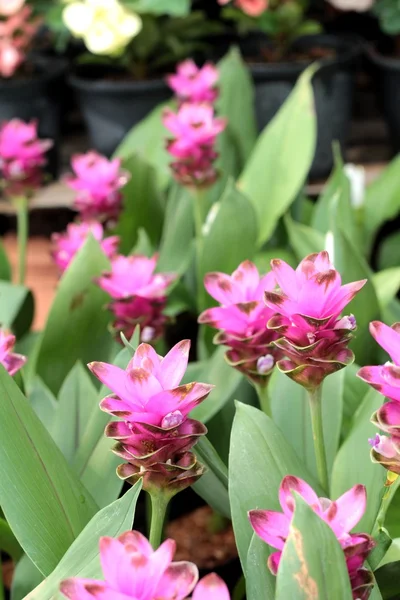 Siam tulipano fiore in giardino — Foto Stock