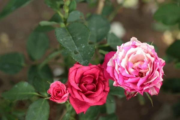 Rosas vintage en la naturaleza —  Fotos de Stock