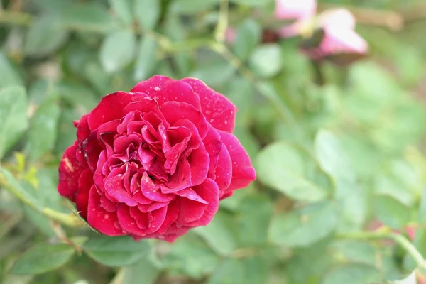 Rose d'epoca alla natura — Foto Stock