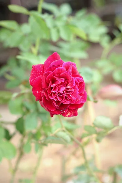 Vintage roses at the nature — Stock Photo, Image