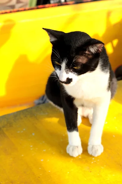 Güzel oturan ve seyir kedi — Stok fotoğraf