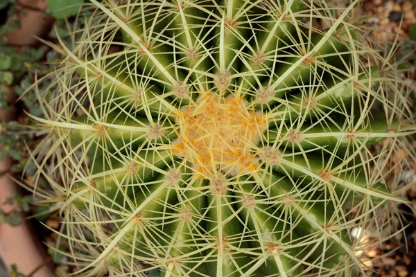 Cactus schoonheid met de natuur — Stockfoto