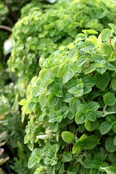 Pepper mint leaves at the nature — Stock Photo, Image