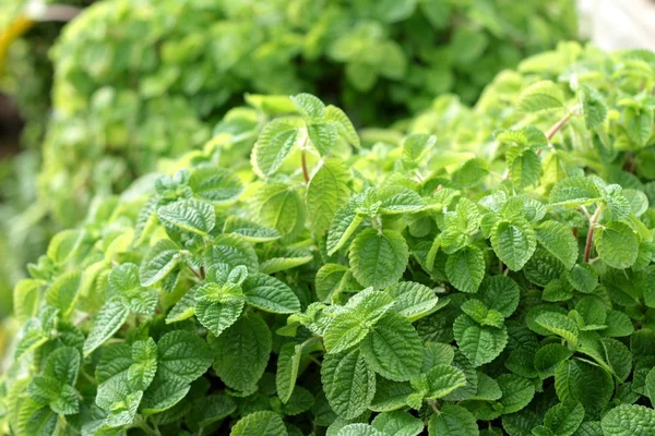 Pepper mint daun di alam — Stok Foto