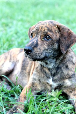 Kahverengi köpek katta oturan bakıyor.