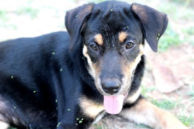 Siyah köpek katta oturan bakan.