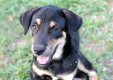 Siyah köpek katta oturan bakan.