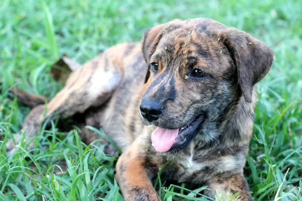 Kahverengi köpek katta oturan bakıyor. — Stok fotoğraf