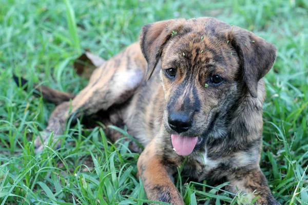 Bruine hond zittend op de vloer zijn staren. — Stockfoto