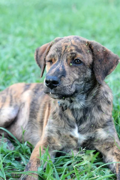 Cane marrone seduto sul pavimento stanno fissando . — Foto Stock