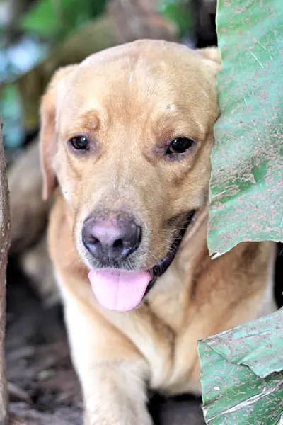 Perro marrón sentado en el suelo están mirando . —  Fotos de Stock