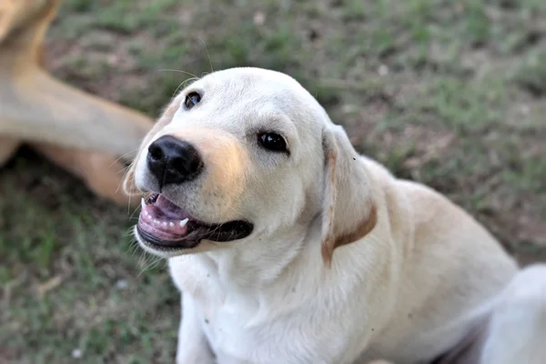 Kahverengi köpek katta oturan bakıyor. — Stok fotoğraf