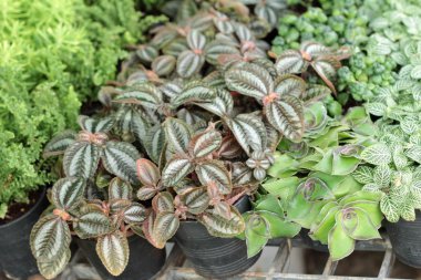 Doğa ile güzel eğreltiotu