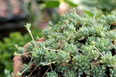 Kaktüs güzellik doğa ile