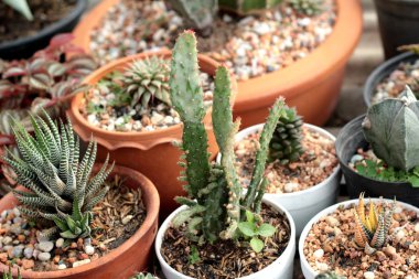 Kaktüs güzellik doğa ile