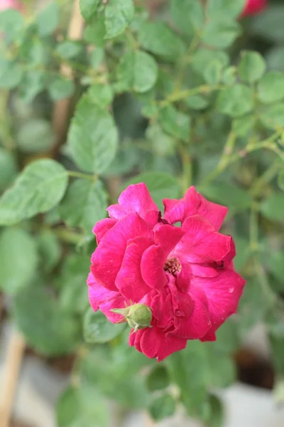 Rosas vintage na natureza — Fotografia de Stock