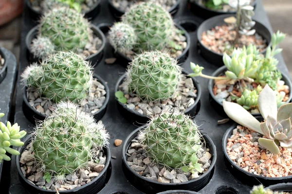 Beauté de cactus avec la nature — Photo