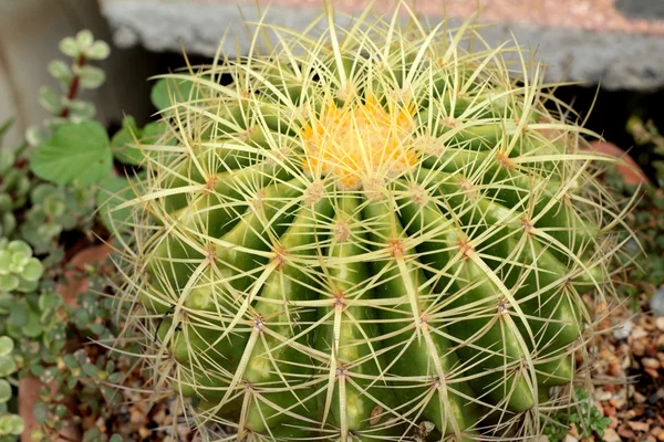 Cactus schoonheid met de natuur — Stockfoto