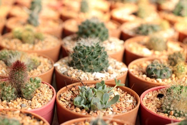 Cactus belleza con la naturaleza — Foto de Stock