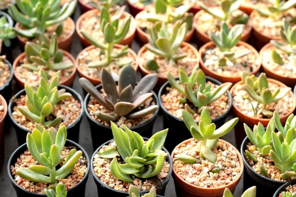 Bellezza di cactus con la natura — Foto Stock