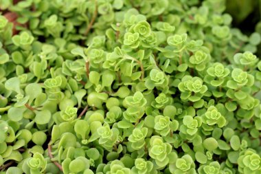 Kaktüs güzellik doğa ile