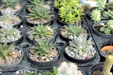 Kaktüs güzellik doğa ile