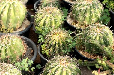 Kaktüs güzellik doğa ile