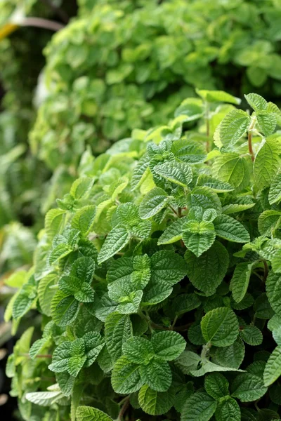 Pepper mint leaves at the nature — Stock Photo, Image