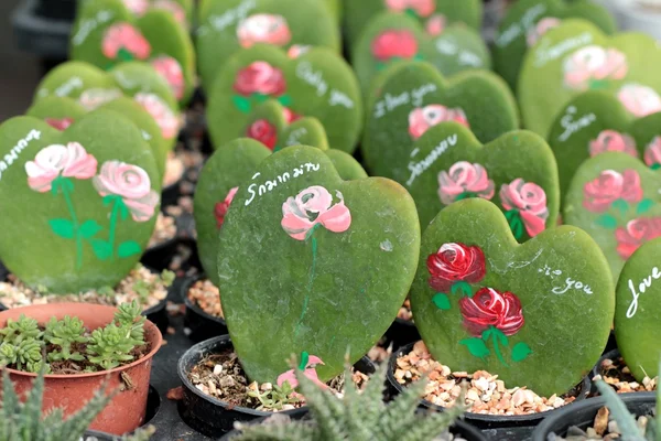 Bellezza di cactus con la natura — Foto Stock