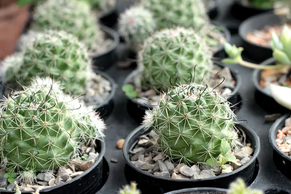 Beauté de cactus avec la nature — Photo